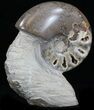 Polished Ammonite With Stone Base - Morocco #35315-1